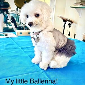 Dog Ballerina Tutu